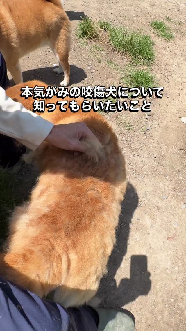 Instagram(日々の活動報告) – 特定非営利活動法人わんずふりー